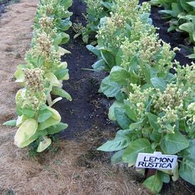 Limonka Rustica, Tobacco Seed